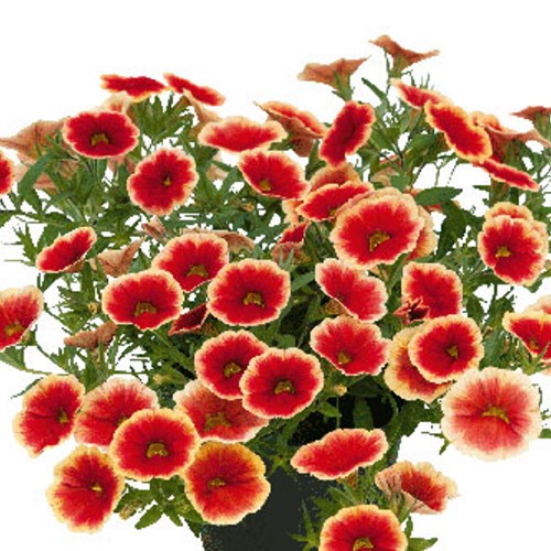 Calibrachoa UNIQUE 'Sangria Picotee' - Puispetuunia UNIQUE 'Sangria Picotee' P9/0,55L